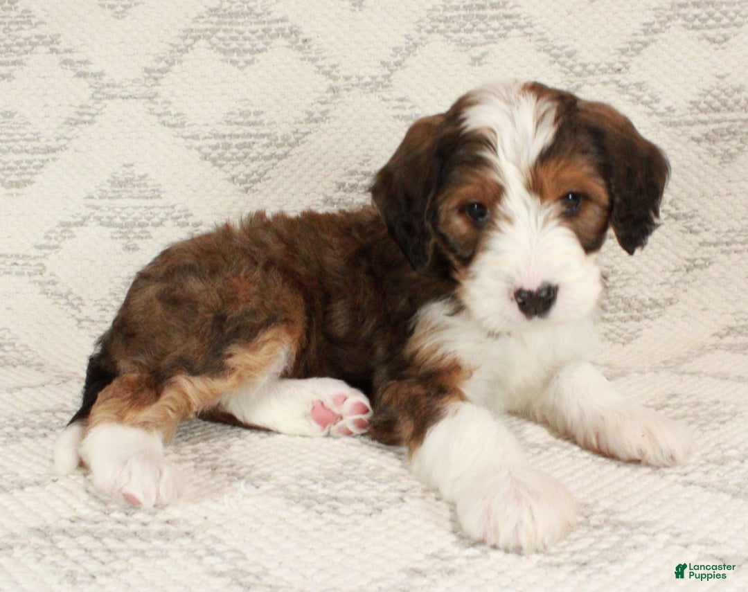 Bernedoodle dogs for sale: Willow  - Ad 9
