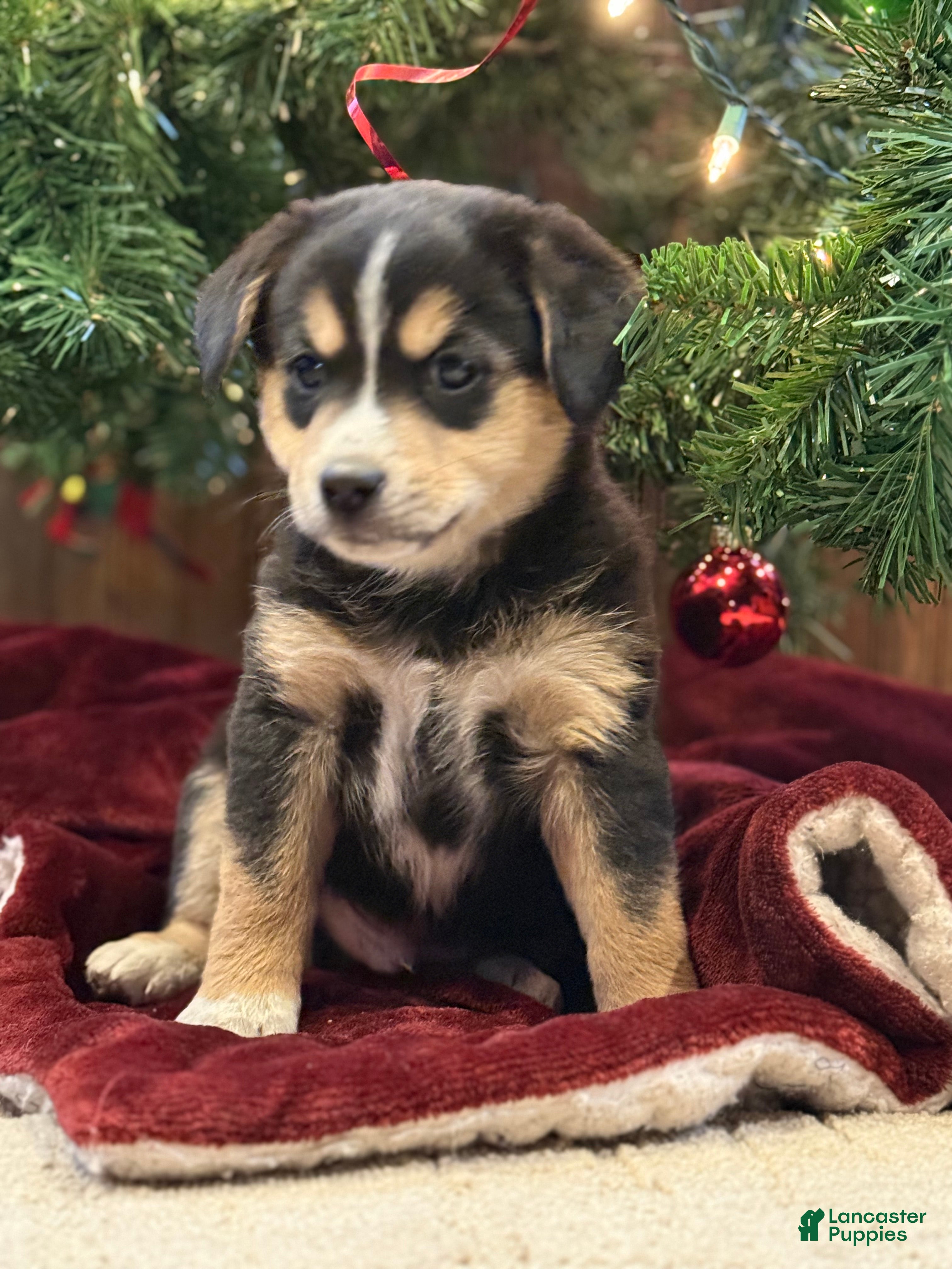 Mixed Breed dogs Saquon Barkley - Ad 36