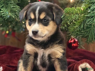 Mixed Breed dogs Saquon Barkley - Ad 36