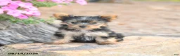 Yorkshire Terrier dogs for sale: Minnie - Ad 2