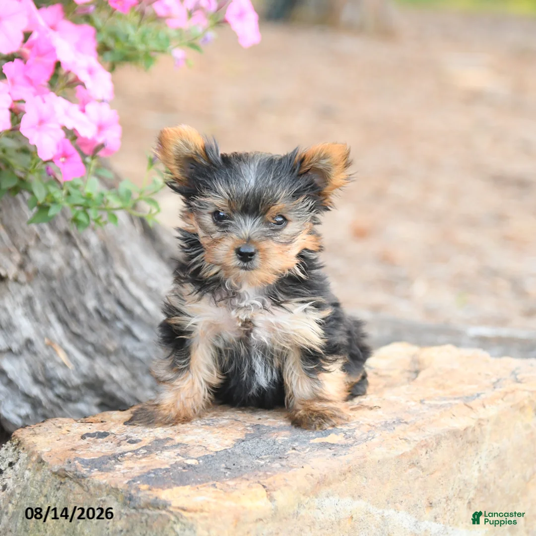 Yorkshire Terrier dogs for sale: Minnie - Ad 2