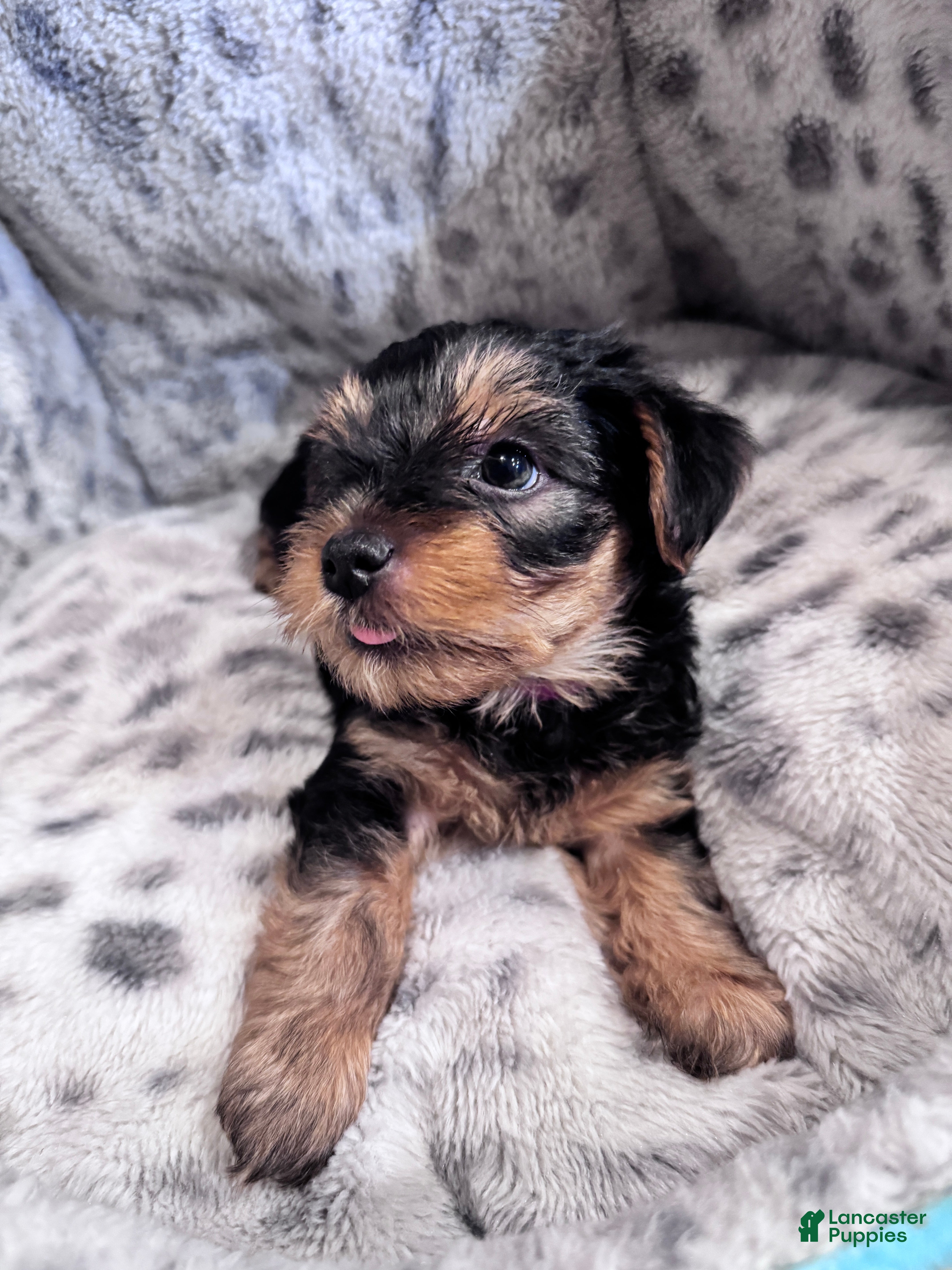 Yorkshire Terrier dogs Buddy - Ad 28