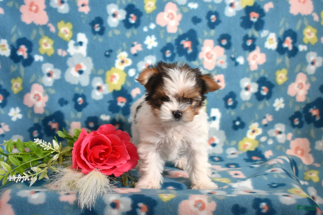 Yorkshire Terrier dogs for sale: Graham  - Ad 7