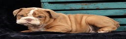 English Bulldog dogs for sale: Sam - Ad 2