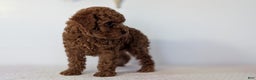 Toy Poodle dogs for sale: Cash - Ad 9