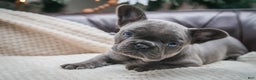 French Bulldog dogs for sale: Hazel - Ad 3