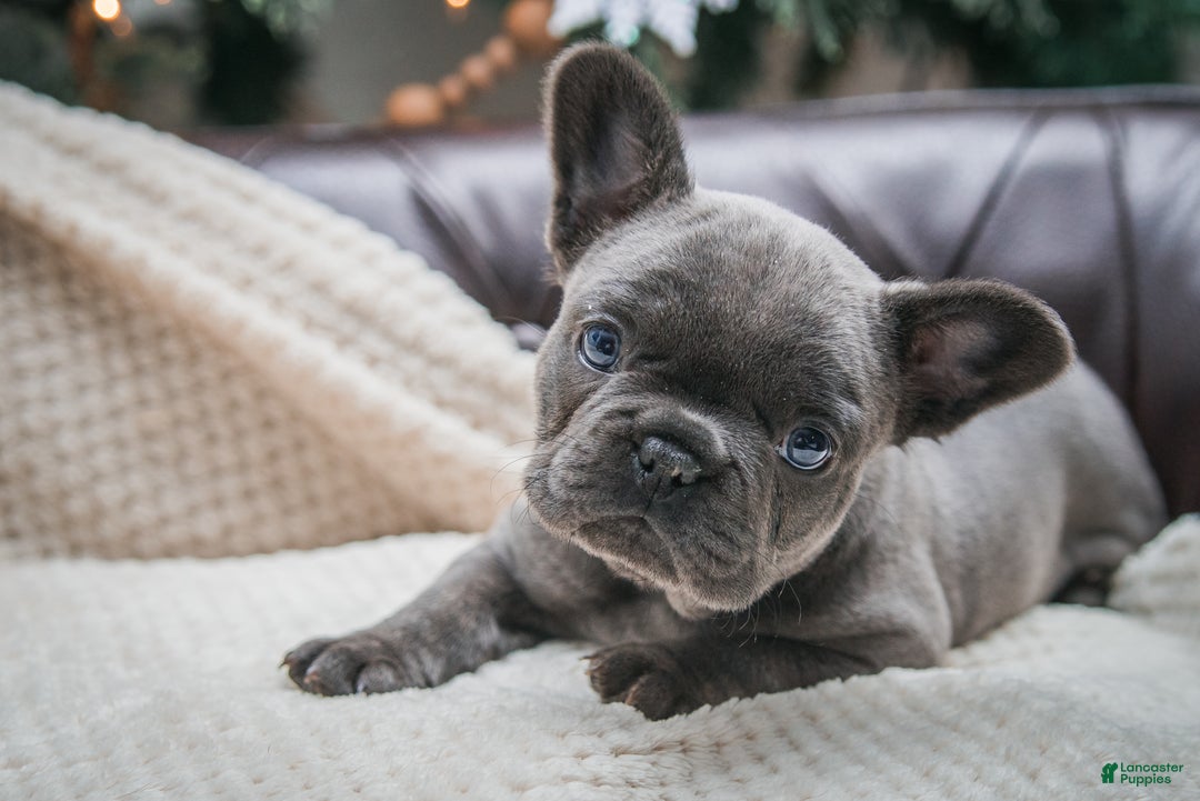 French Bulldog dogs for sale: Hazel - Ad 3