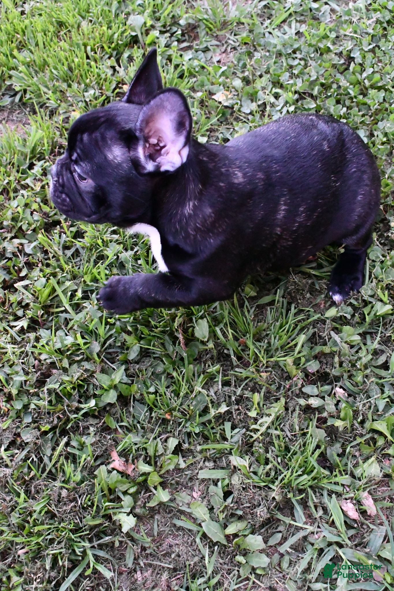 French Bulldog dogs Roxie - Ad 2