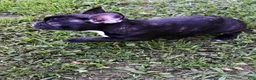 French Bulldog dogs for sale: Roxie - Ad 2