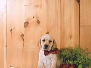 Labrador Retriever dogs Summer - Ad 26