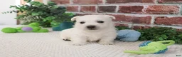 West Highland Terrier dogs for sale: Lemuel - Ad 6