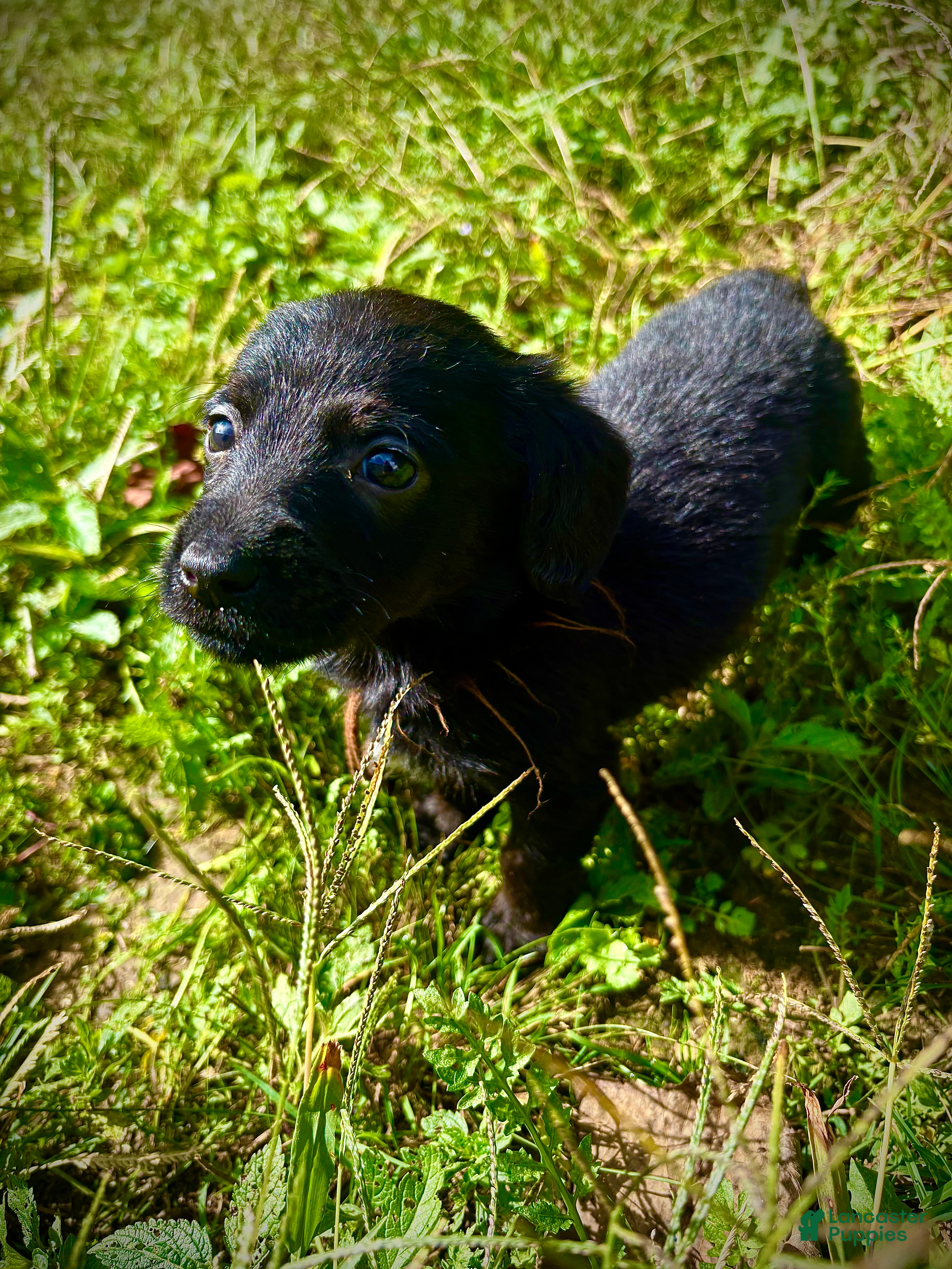 Yogi (Doxiepoo, Male) in Solsberry, IN