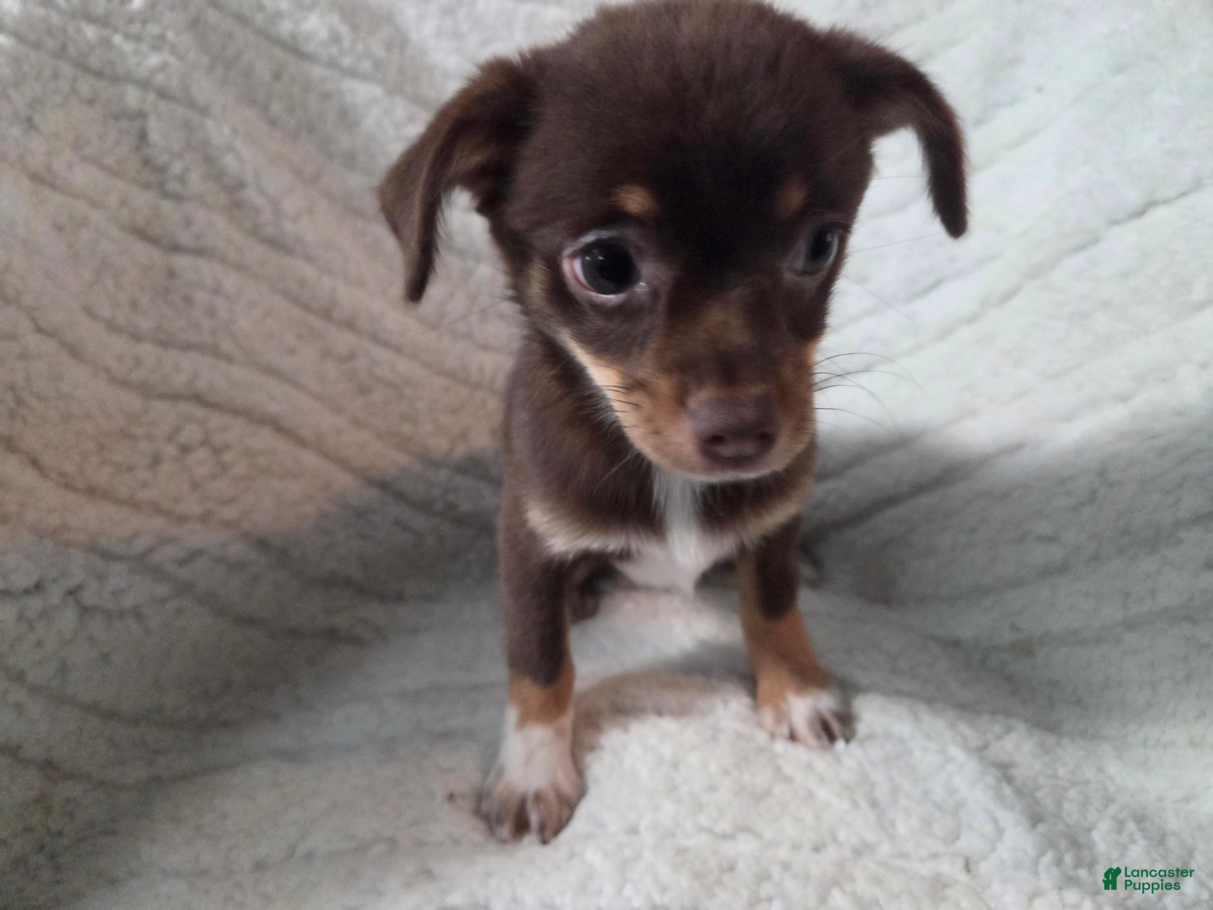 Chihuahua dogs Chihuahua 2 - Ad 2
