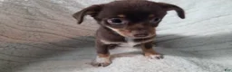 Chihuahua dogs for sale: Chihuahua 2 - Ad 2