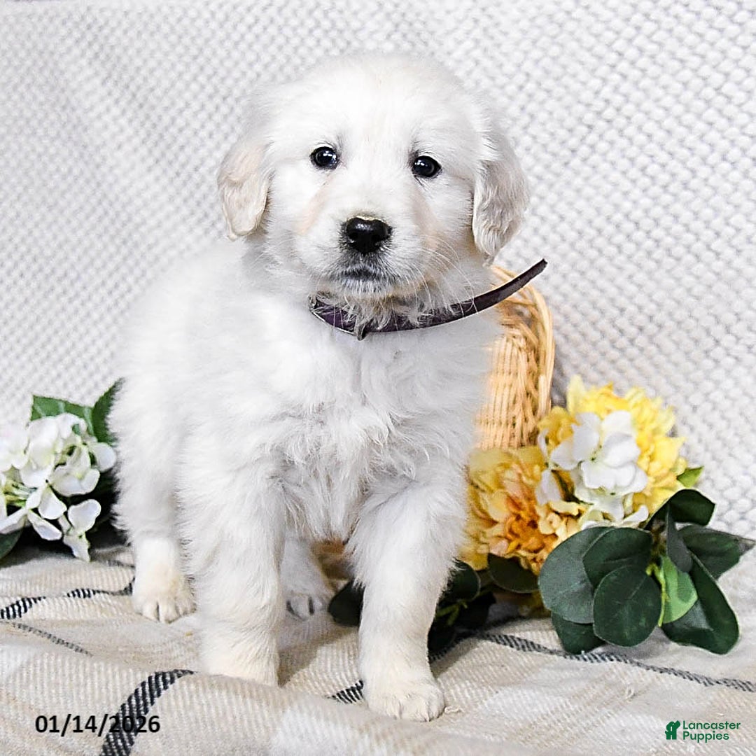 Golden Retriever dogs for sale: Spud  - Ad 2