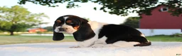 Basset Hound dogs for sale: Bailey - Ad 3