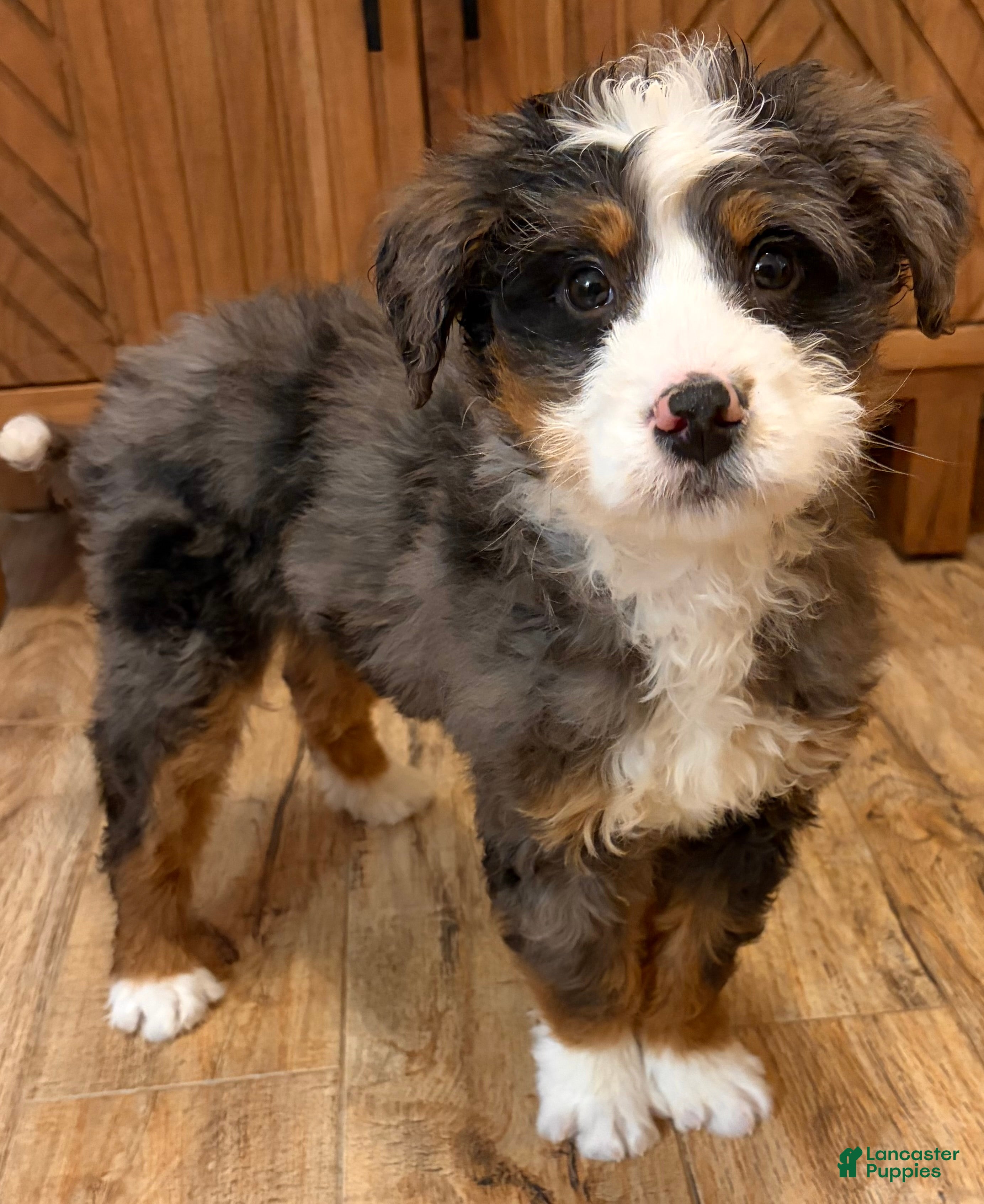 Mini Bernedoodle dogs 💚 IN BOSTON MASSACHUSETTS AREA 💚 BLUE MERLE TRI COLOR BOY 💚 MINI BERNEDOODLE 💚 - Ad 2