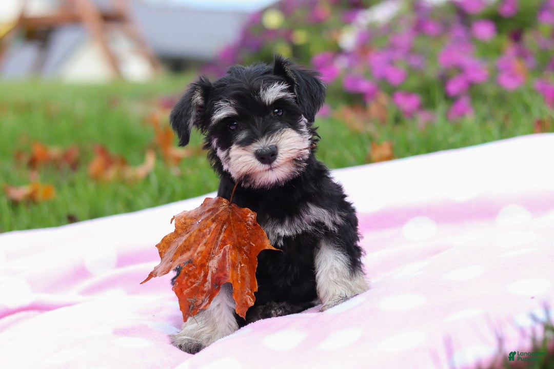 Miniature Schnauzer dogs for sale: Lexi - Ad 4