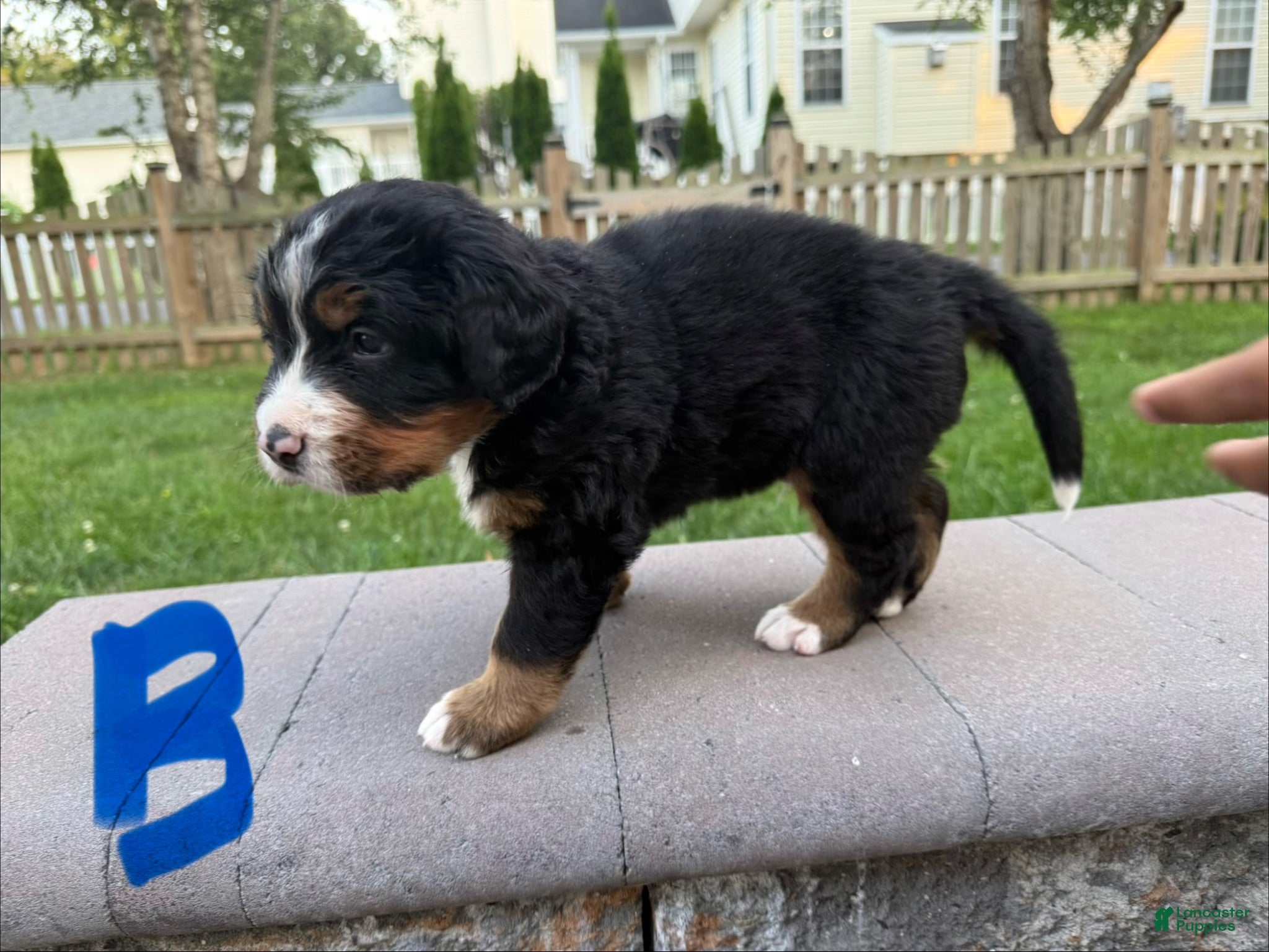 Bernese Mountain Dog dogs Bernese Mountain Dog 6 - Ad 6