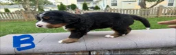 Bernese Mountain Dog dogs for sale: Bernese Mountain Dog 6 - Ad 1