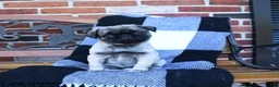 Pug dogs for sale: Tryla - Ad 3