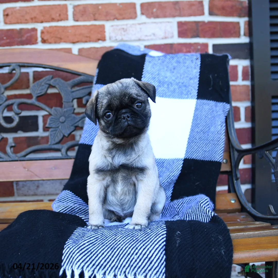 Pug dogs for sale: Tryla - Ad 3