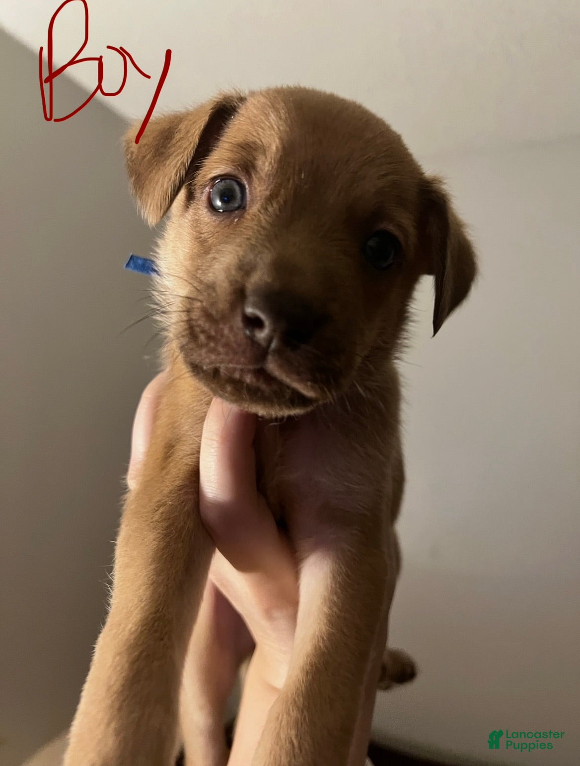 Mixed Breed dogs Ollie - Ad 18