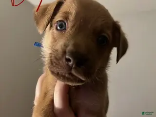 Mixed Breed dogs Ollie - Ad 18