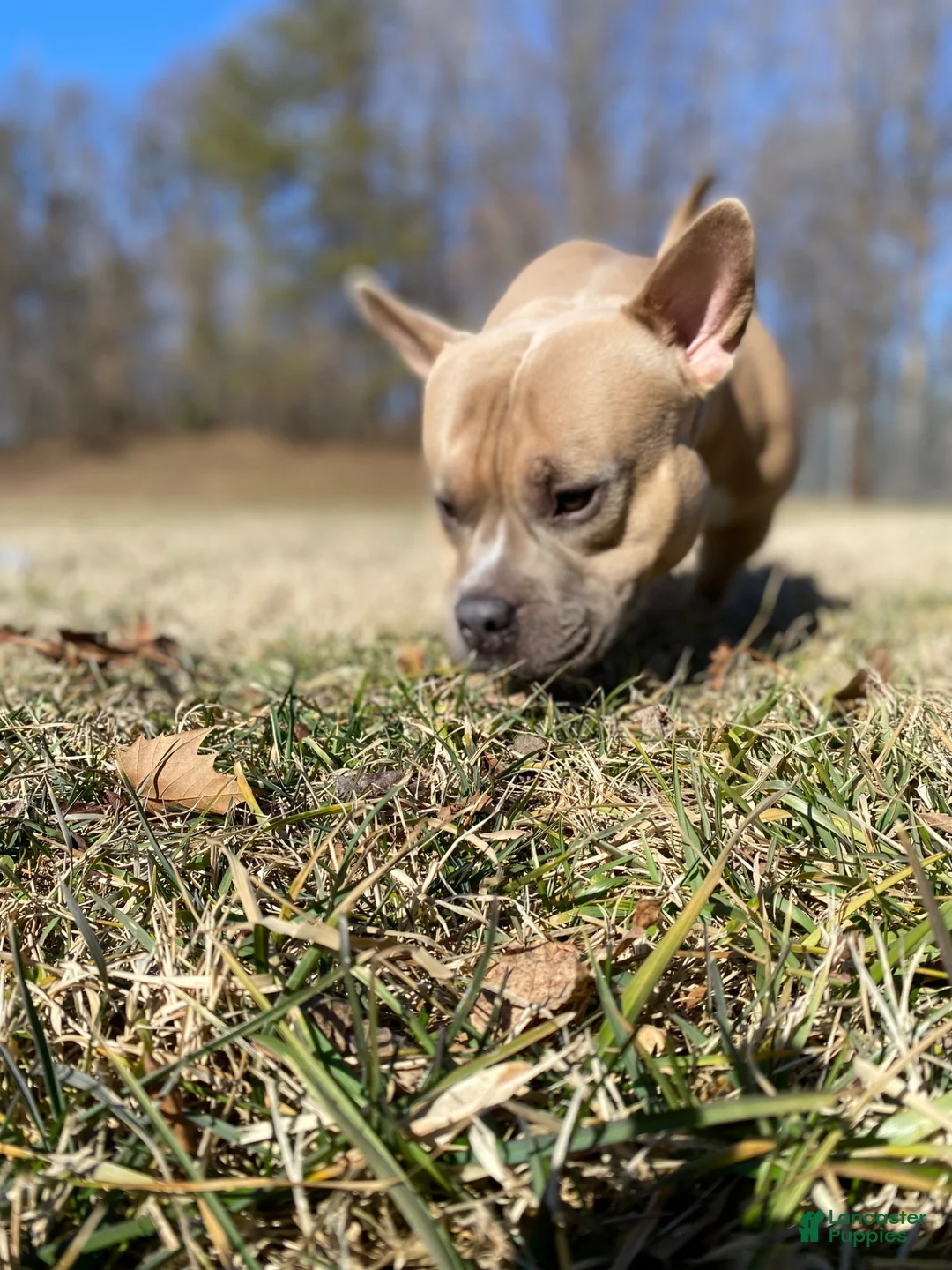 American Bully dogs for stud: Pierre  - Ad 2