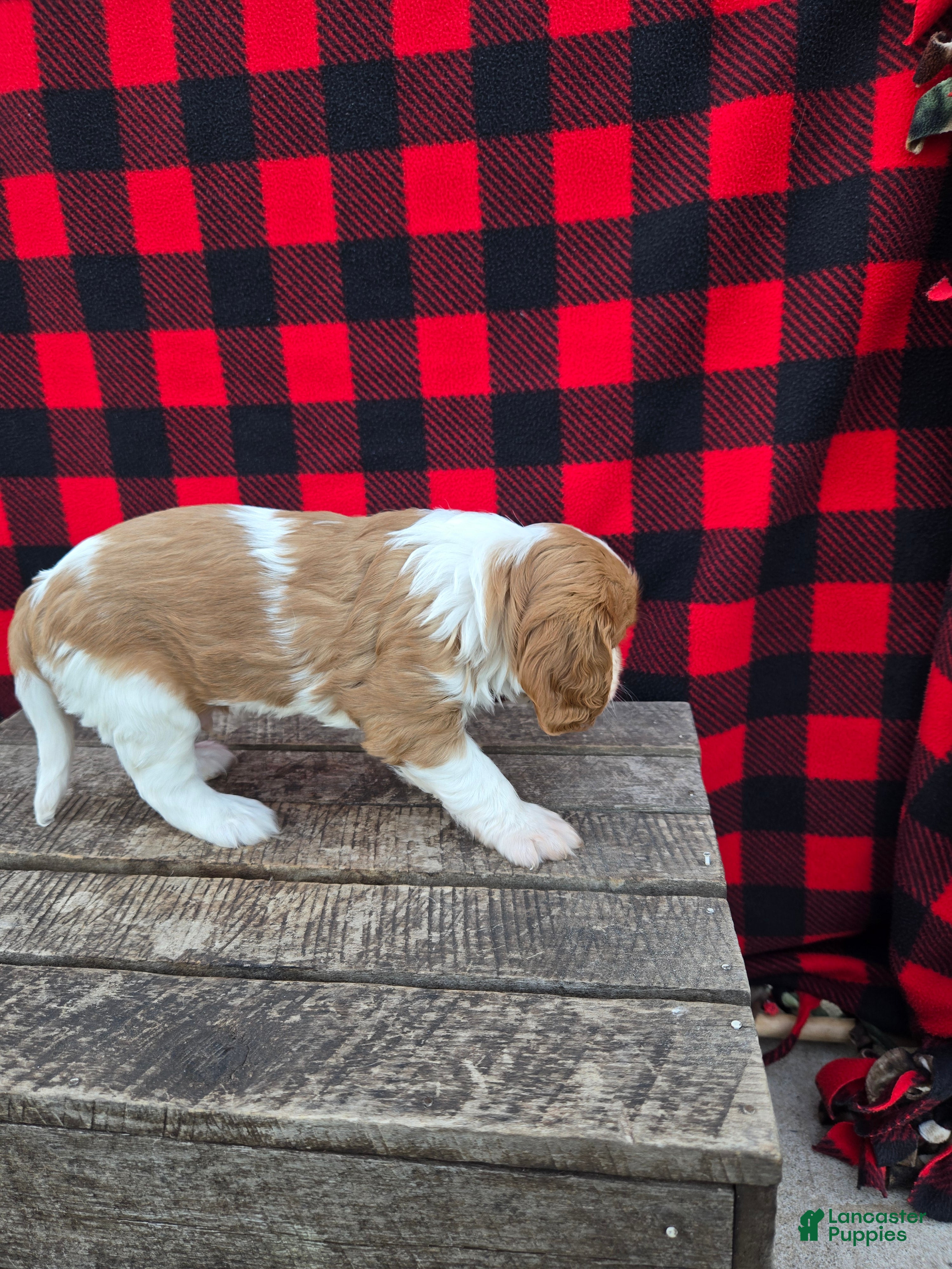 Cavalier King Charles Spaniel dogs Hershey - Ad 2