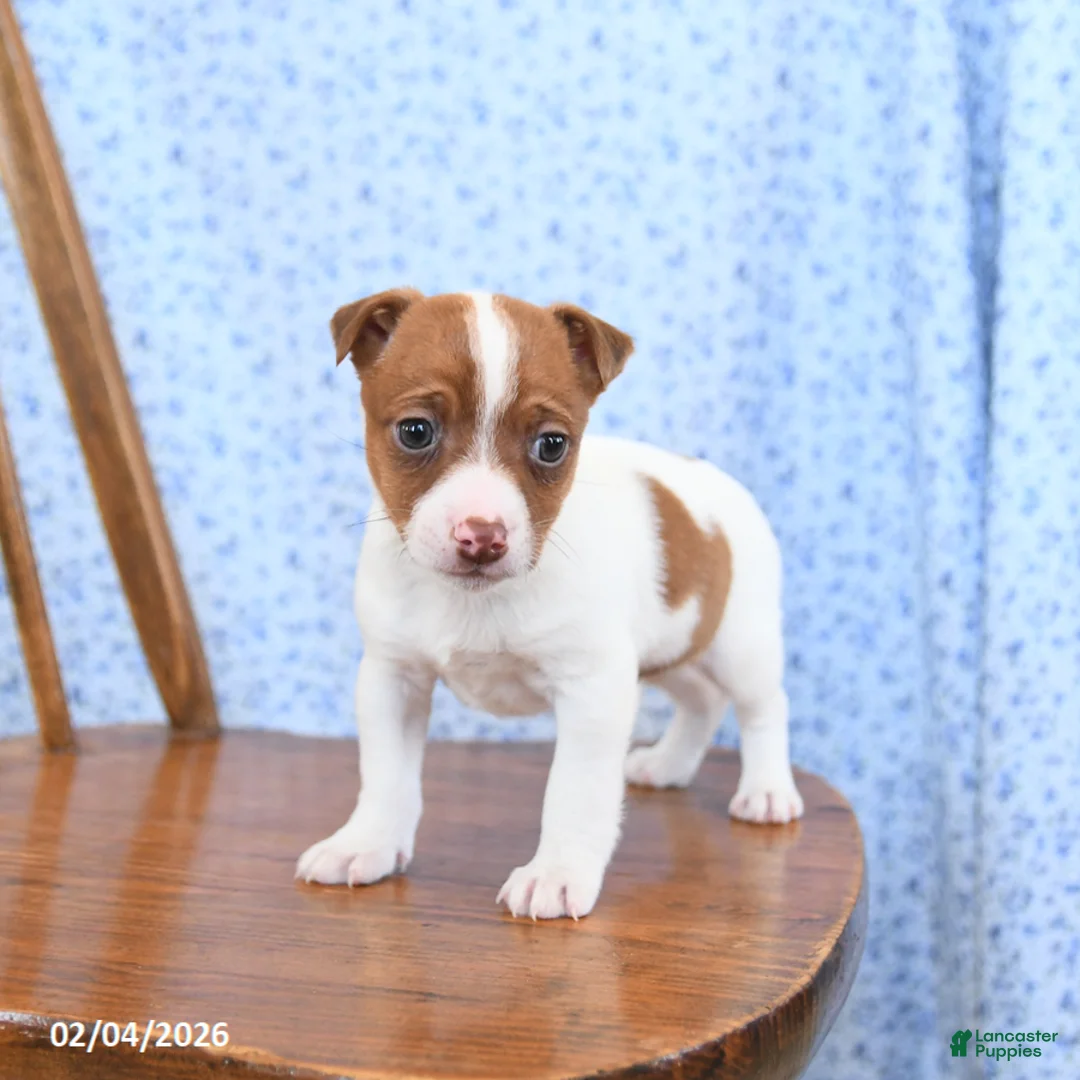 Jack Russell Terrier dogs for sale: Toffee - Ad 2