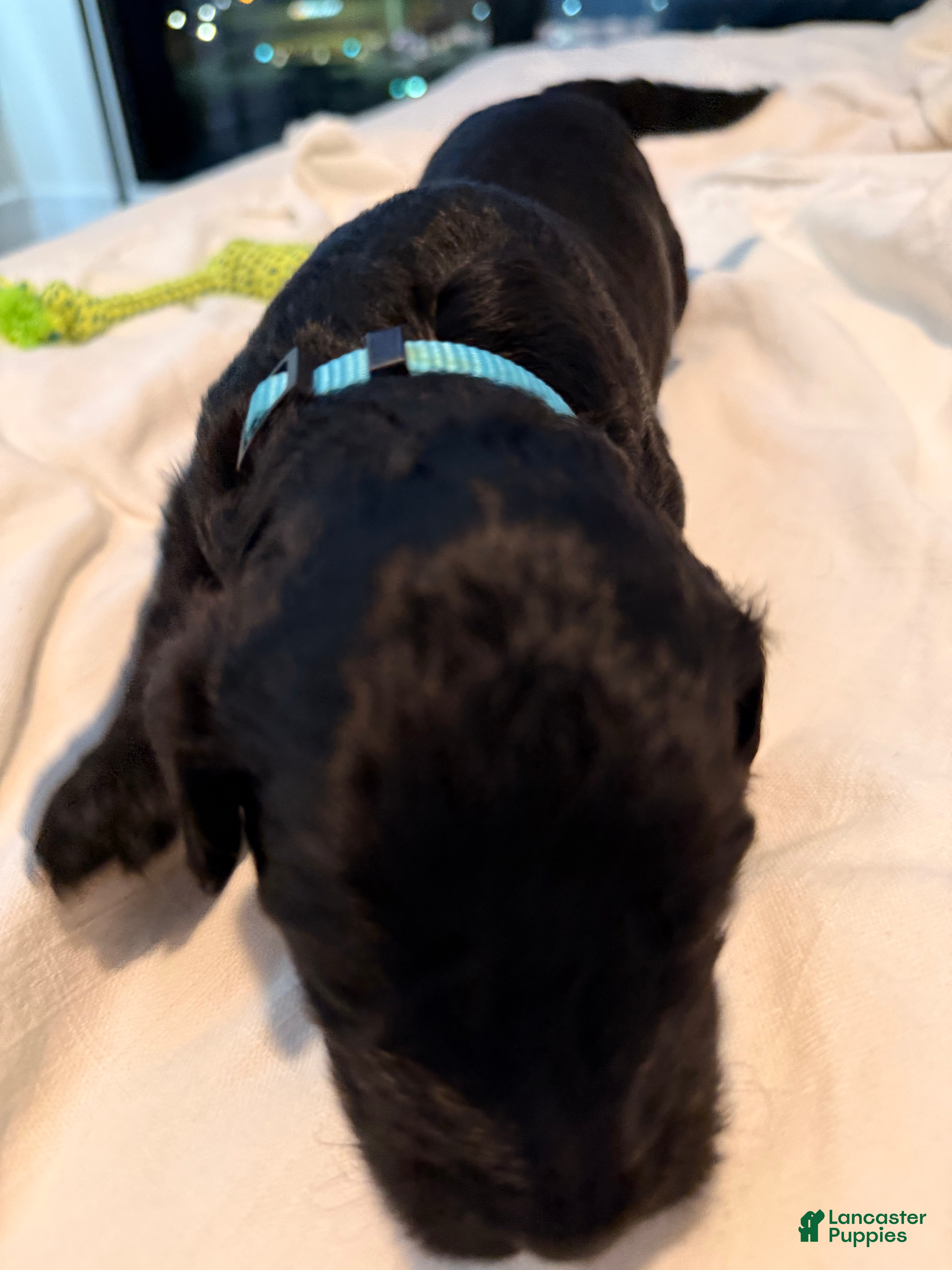 Double Doodle dogs for sale: Aquamarine - Ad 4