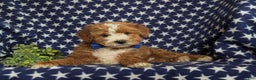 Mini Goldendoodle dogs for sale: Denver 15 lbs Full grown Hypoallergenic - Ad 5