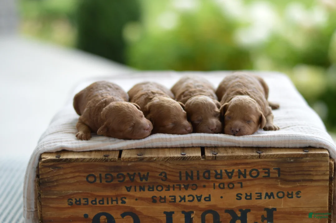Miniature Poodle dogs for sale: Eeny - Ad 1