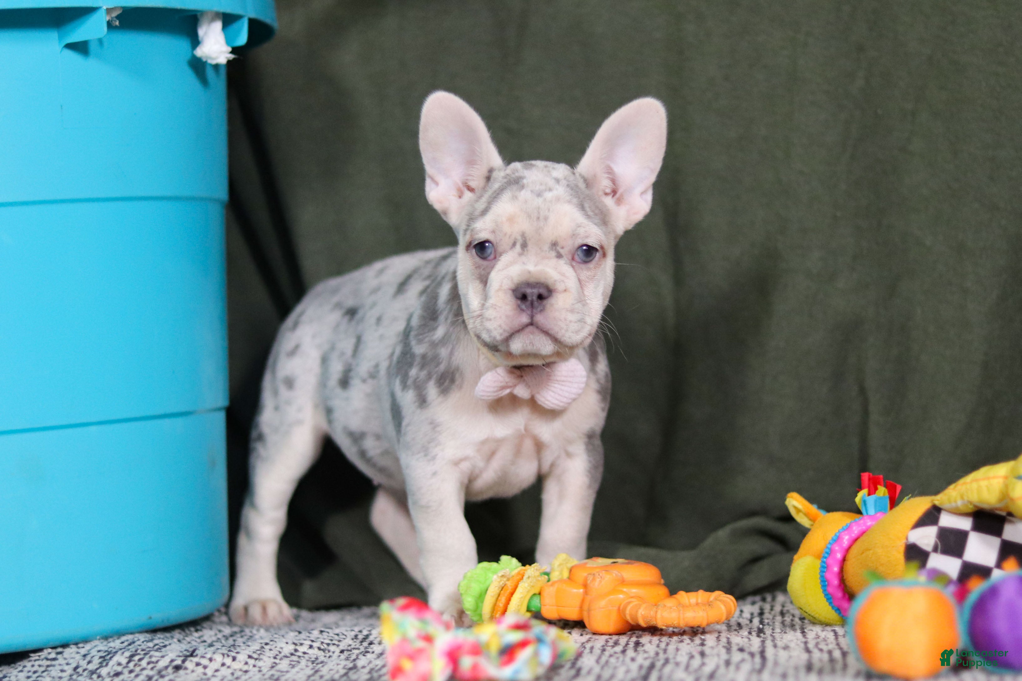 French Bulldog dogs Jayla - Ad 11