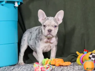 French Bulldog dogs Jayla - Ad 11