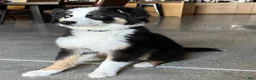 Australian Shepherd dogs for sale: Australian Shepherd Puppy 1 - Ad 5