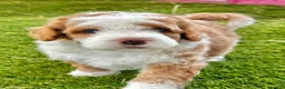 Mixed Breed dogs for sale: Red/Apricot-Blonde Micro Bernedoodle - Ad 7