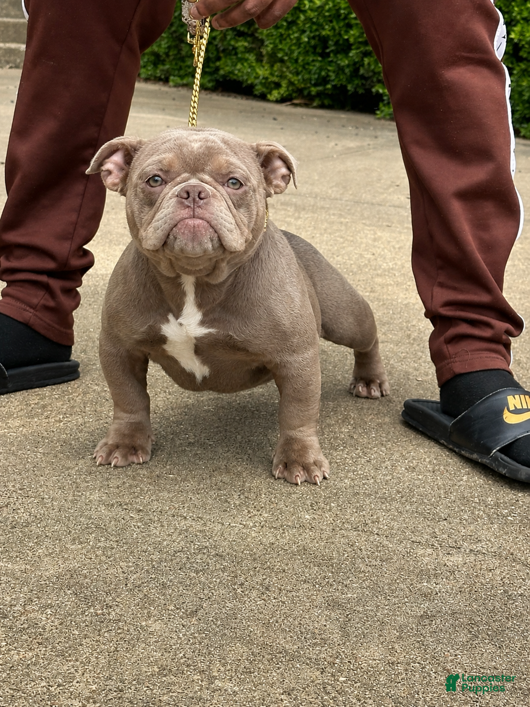 American Bully dogs Princess cherry - Ad 2