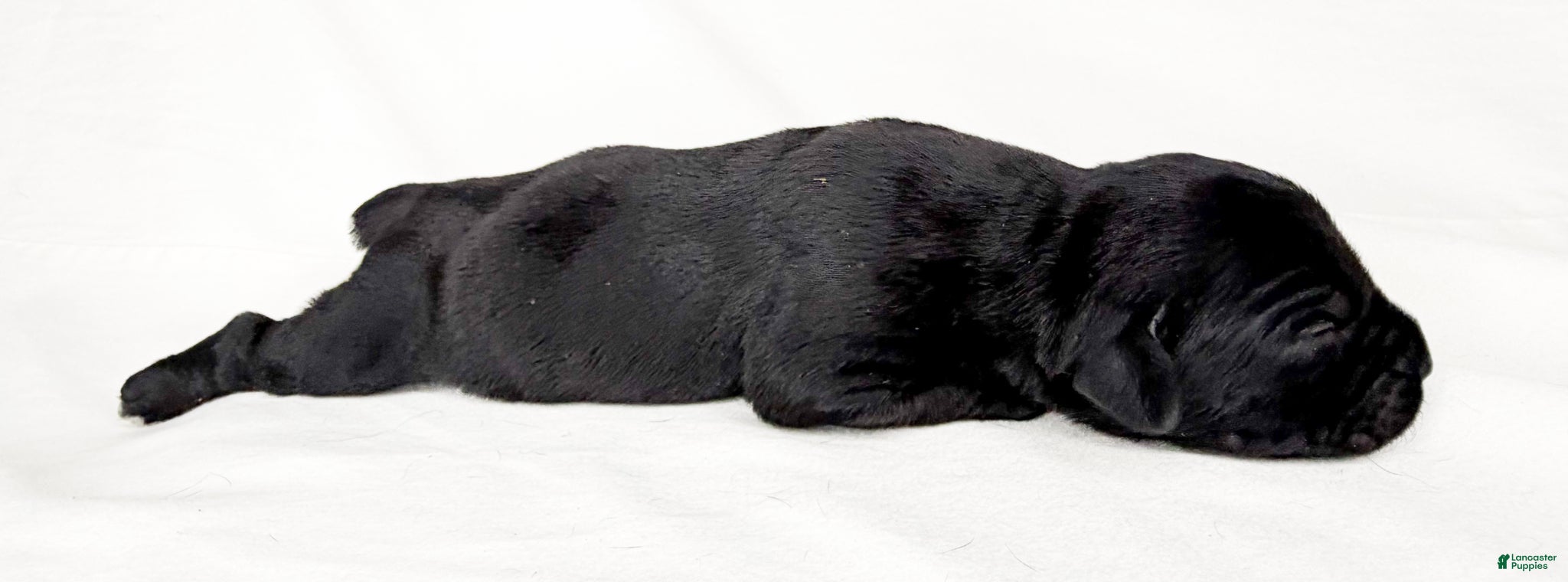 Cane Corso dogs Cane Corso Puppy 4 - Ad 1