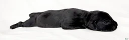 Cane Corso dogs for sale: Cane Corso Puppy 4 - Ad 1