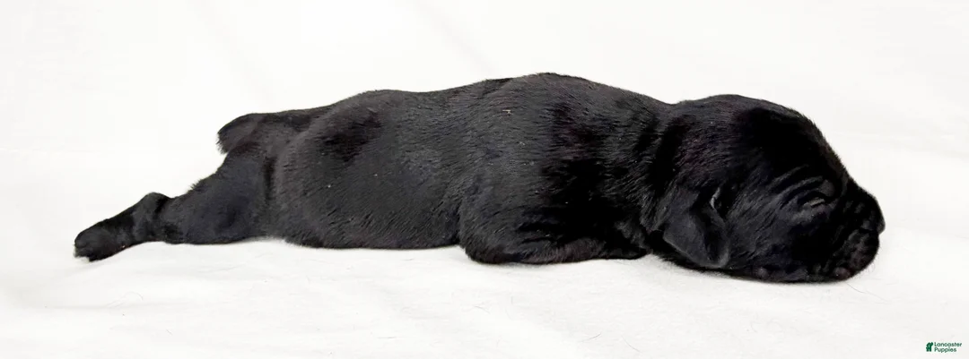 Cane Corso dogs for sale: Cane Corso Puppy 4 - Ad 1