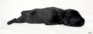 Cane Corso Puppy 4