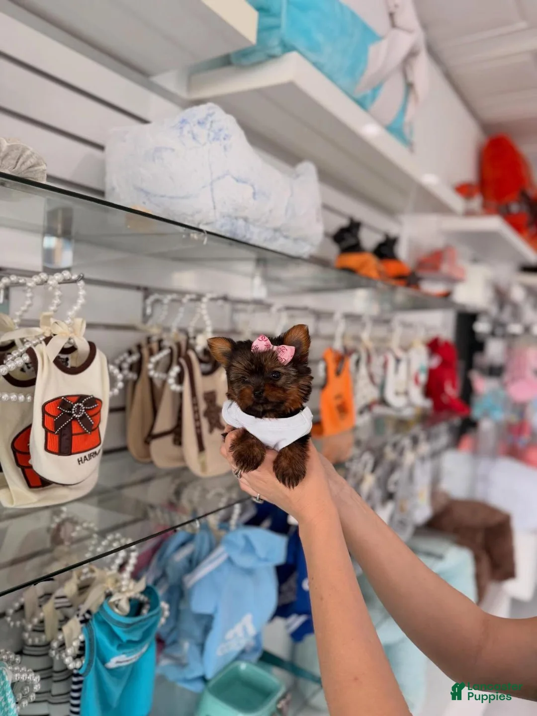 Yorkiepoo dogs for sale: Sissy - Ad 1