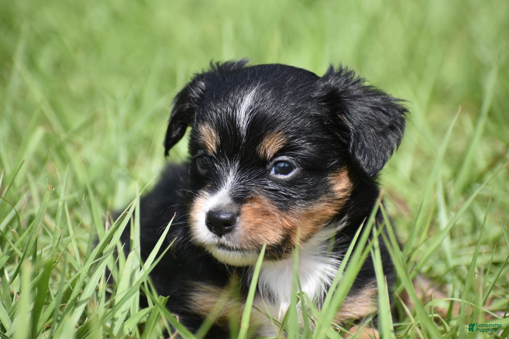 Toy Australian Shepherd dogs for sale: Toy Australian Shepherd Puppy 1 - Ad 7