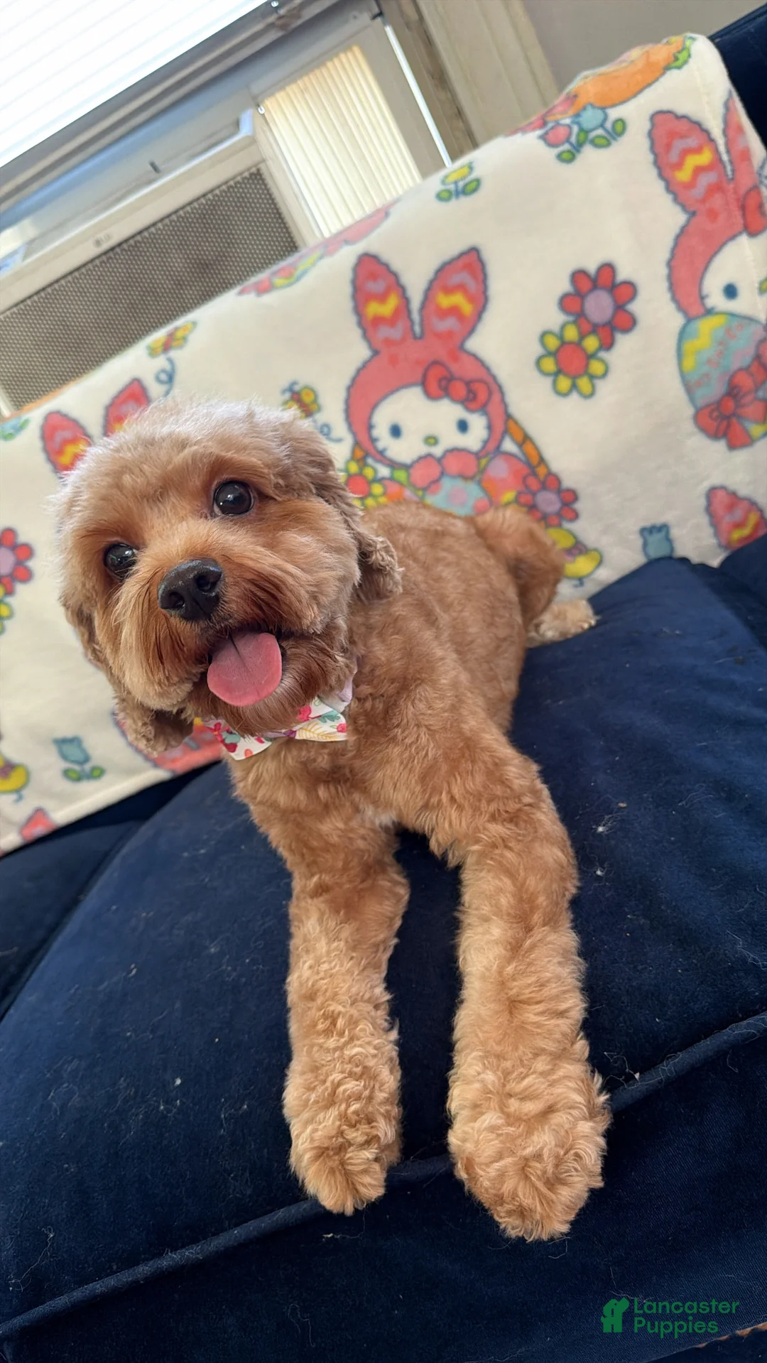 Cavapoo dogs for sale: Chance❤️🐾 - Ad 7