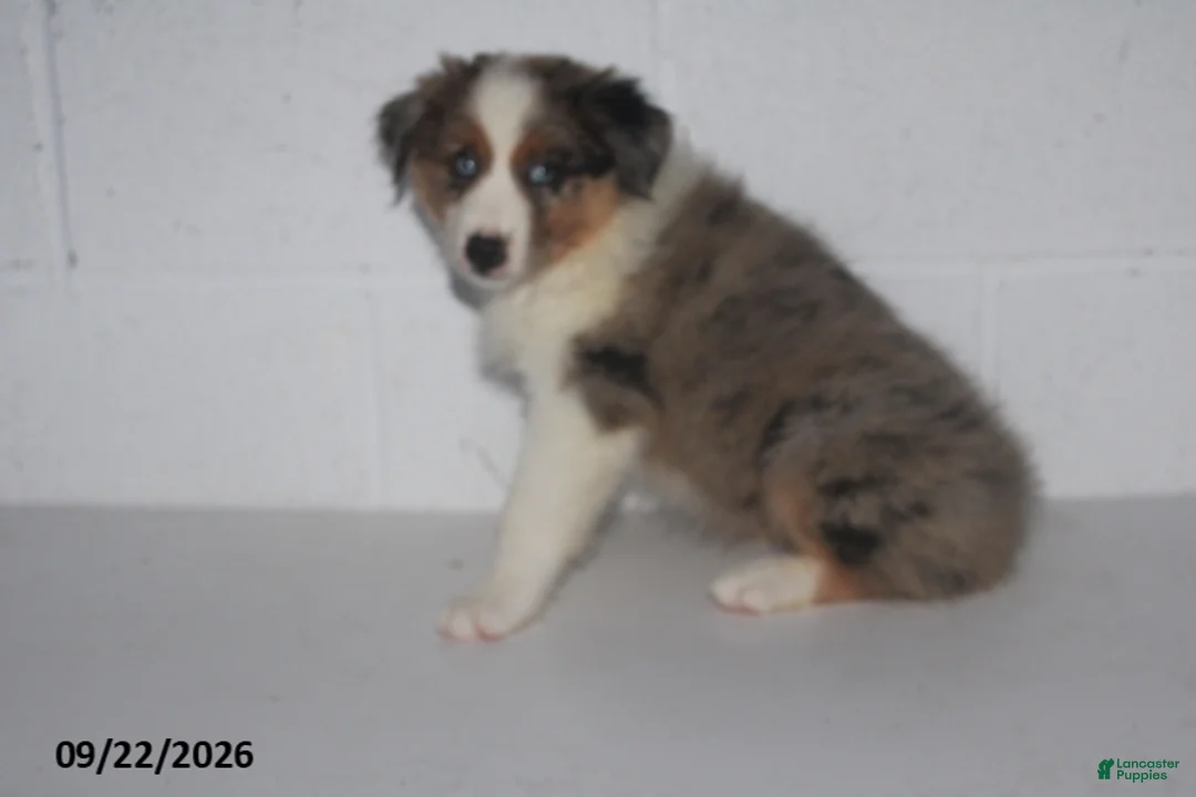 Australian Shepherd dogs for sale: Bronx - Ad 1