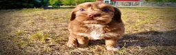 Havapoo dogs for sale: Muppet-Sale!!! - Ad 8