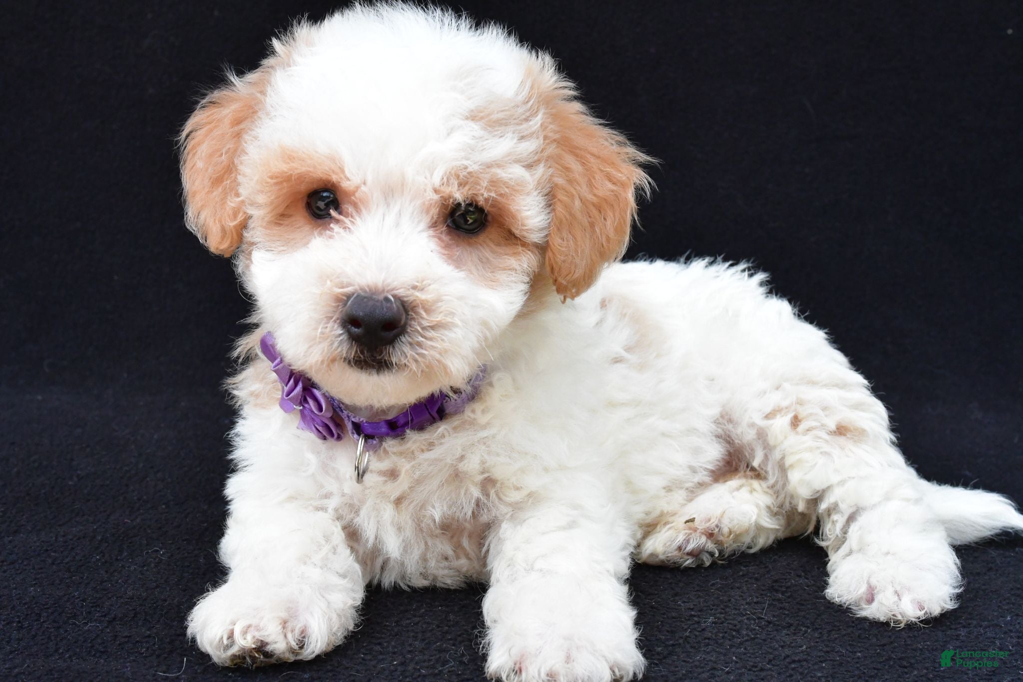 Maltipoo dogs Lucy - Ad 2