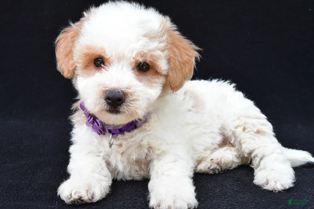 Maltipoo dogs for sale: Lucy - Ad 2